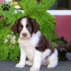 Oscar, English Springer Spaniel Puppy
