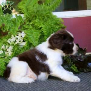 Oscar, English Springer Spaniel Puppy