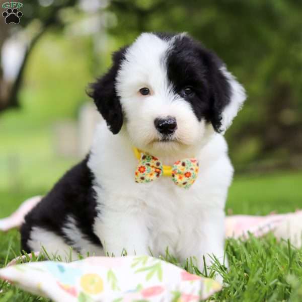 Oscar, Sheepadoodle Puppy