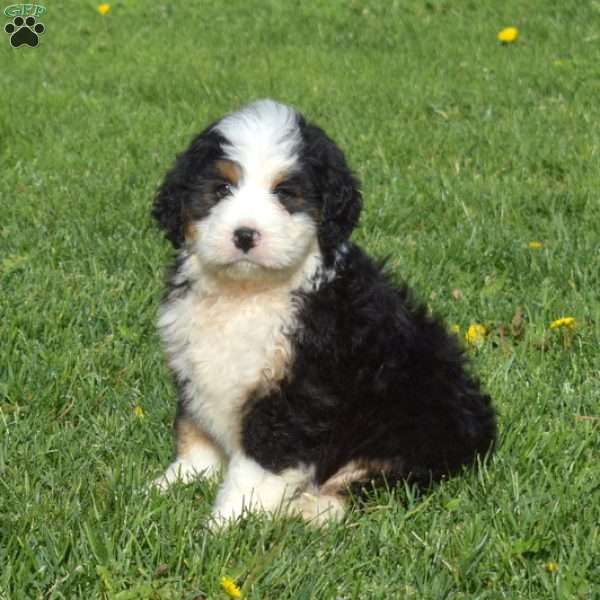 Otis, Mini Bernedoodle Puppy
