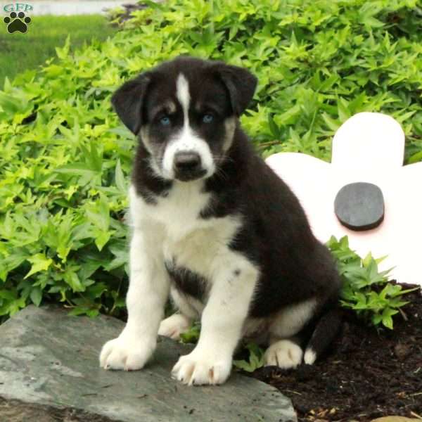 Otis – Agouti, Siberian Husky Mix Puppy