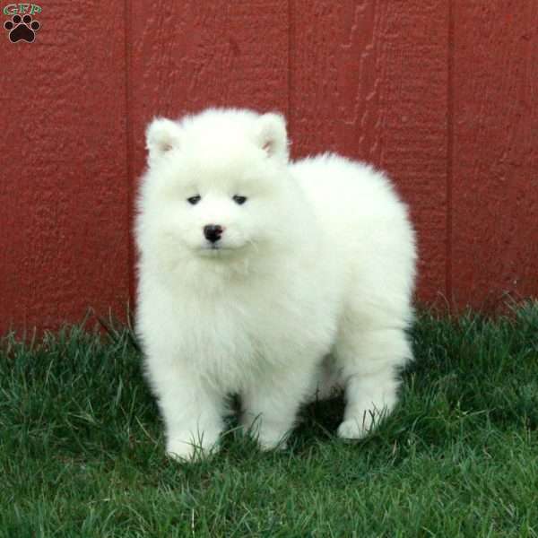 Otis, Samoyed Puppy