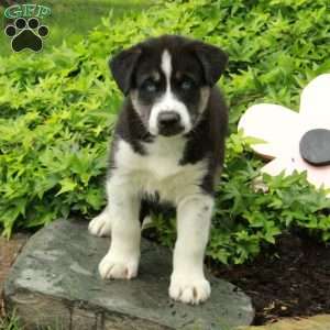 Otis – Agouti, Siberian Husky Mix Puppy