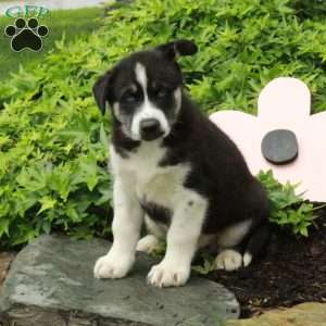 Otis – Agouti, Siberian Husky Mix Puppy