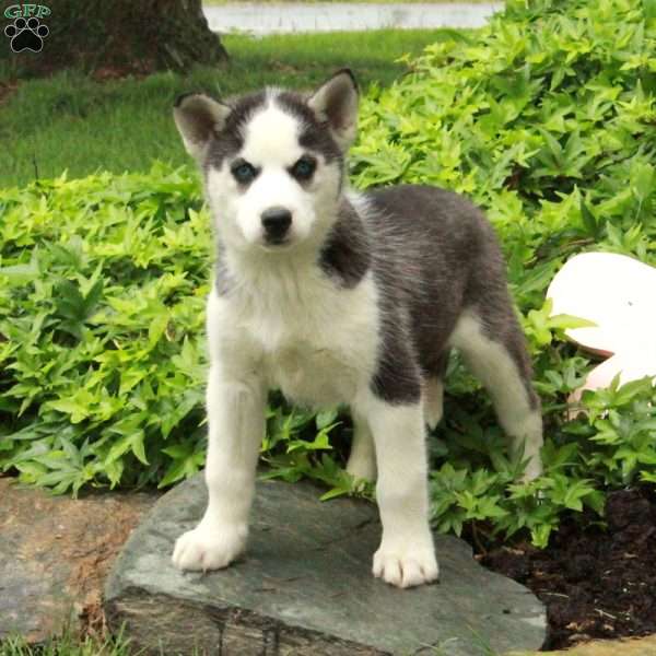 Ottilie, Siberian Husky Puppy