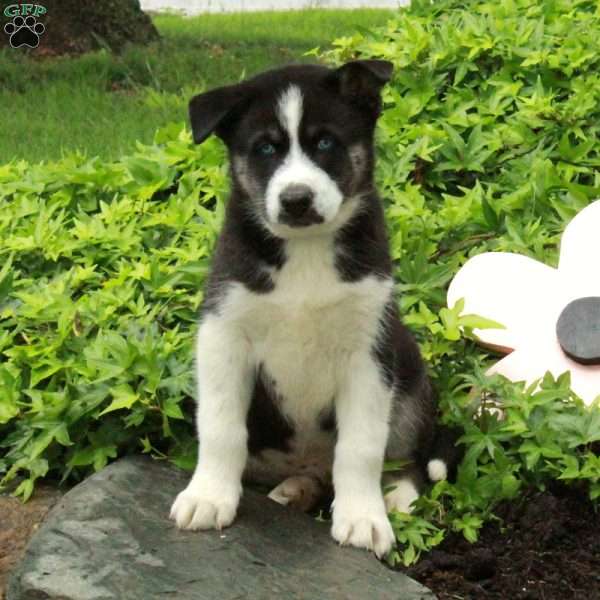 Otto – Agouti, Siberian Husky Puppy