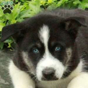 Otto – Agouti, Siberian Husky Puppy