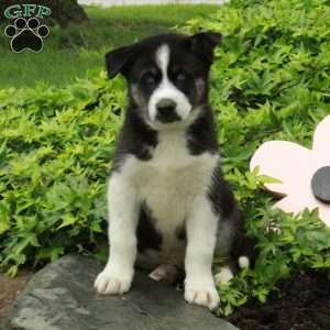 Otto – Agouti, Siberian Husky Puppy