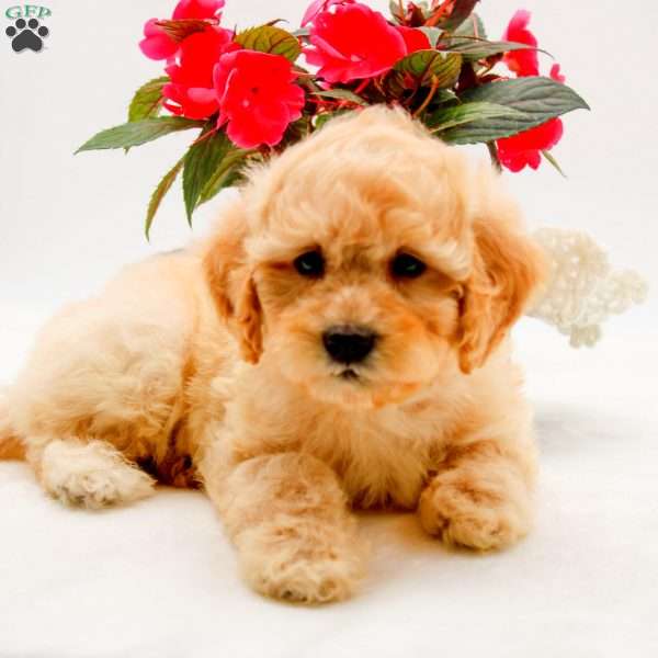 Owen, Bich-Poo Puppy