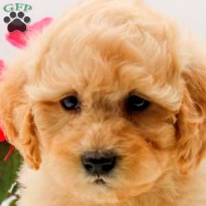 Owen, Bich-Poo Puppy