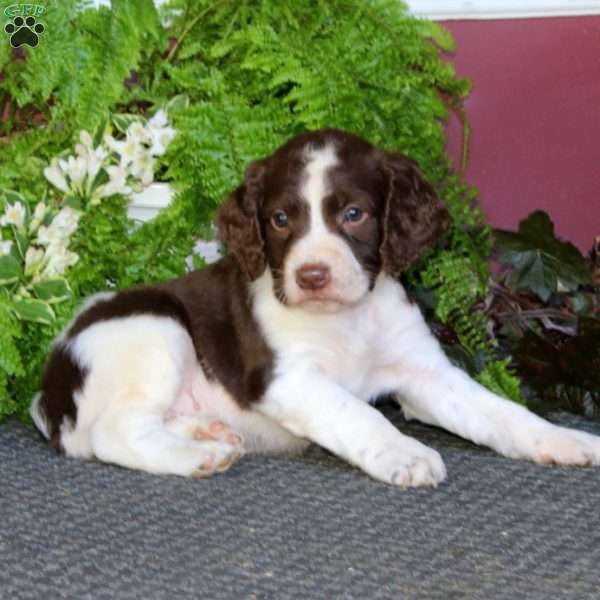 Owen, English Springer Spaniel Puppy