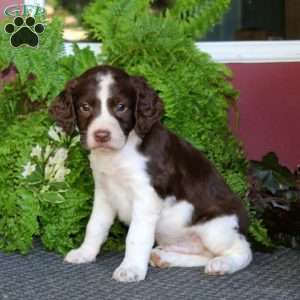 Owen, English Springer Spaniel Puppy