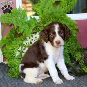 Owen, English Springer Spaniel Puppy