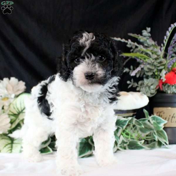 Ozzy, Cavapoo Puppy
