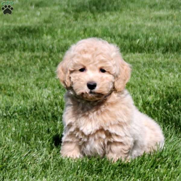 Ozzy, Bich-Poo Puppy