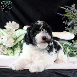 Ozzy, Cavapoo Puppy