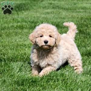 Ozzy, Bich-Poo Puppy