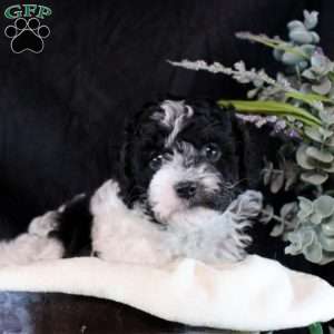Ozzy, Cavapoo Puppy