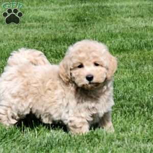 Ozzy, Bich-Poo Puppy