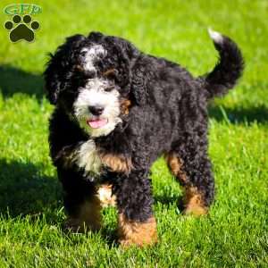 Ozzy, Mini Bernedoodle Puppy