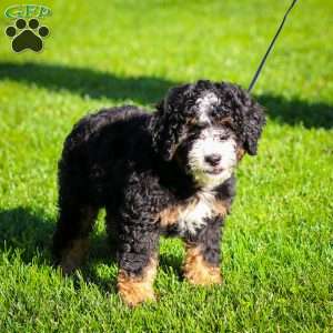 Ozzy, Mini Bernedoodle Puppy