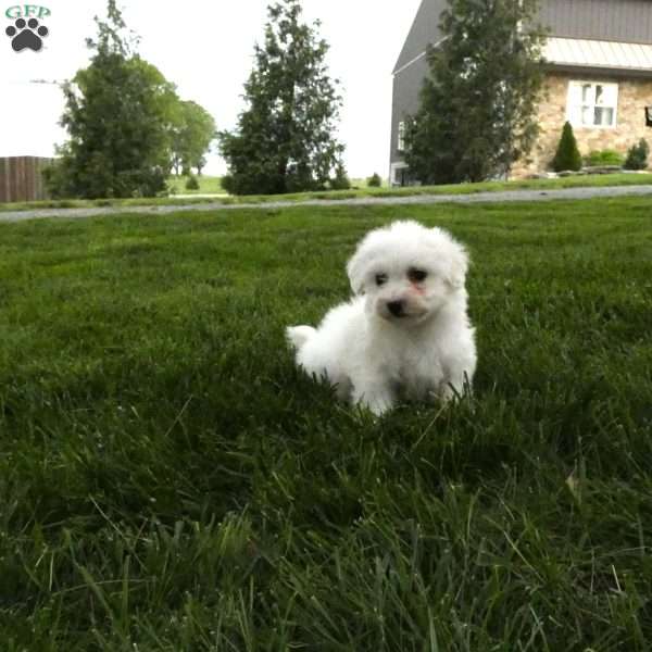 Honey, Bichon Frise Puppy
