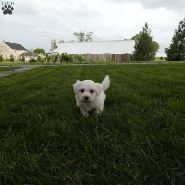 Lacy, Bichon Frise Puppy