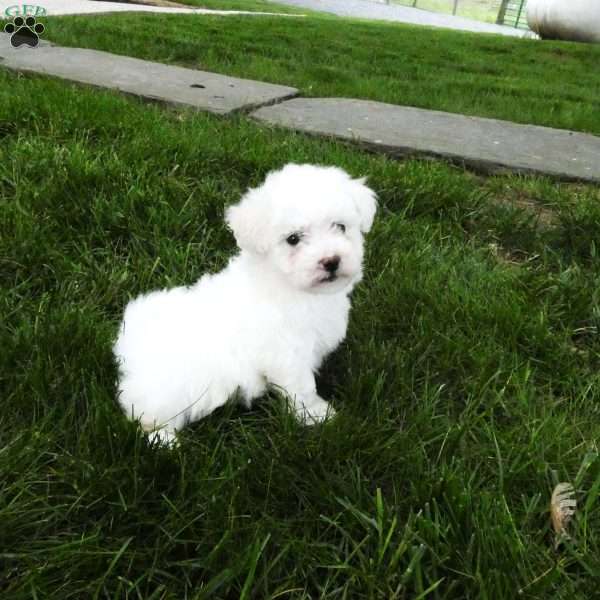 Blossom, Bichon Frise Puppy