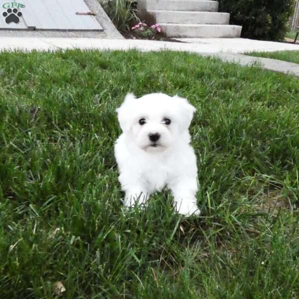 Holly, Bichon Frise Puppy