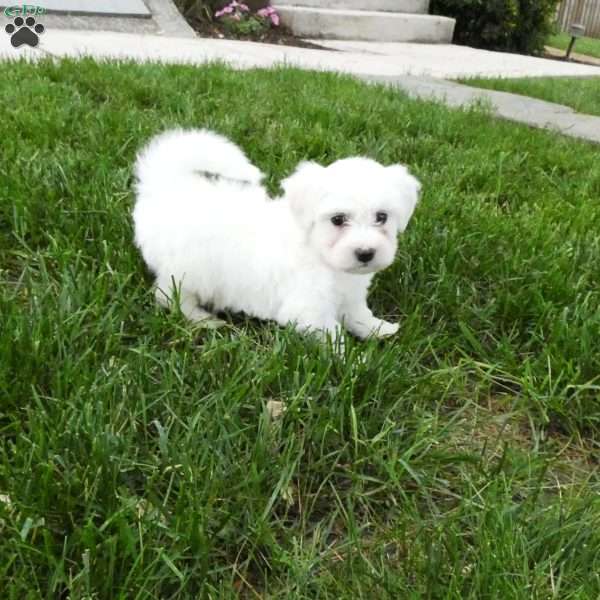 Jasper, Bichon Frise Puppy