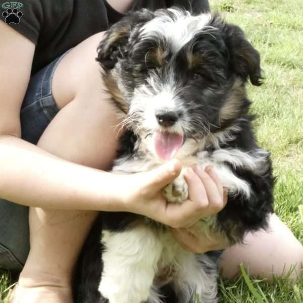 Dooley, Corgipoo Puppy