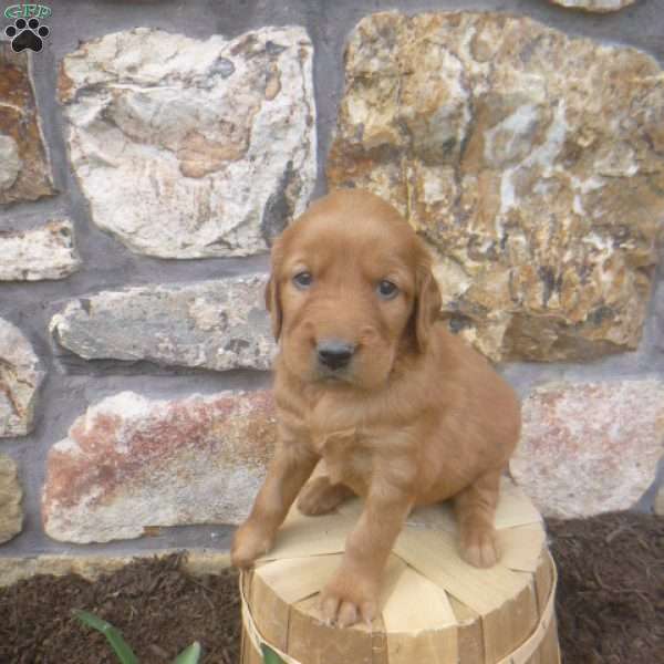 Dawson, Golden Irish Puppy