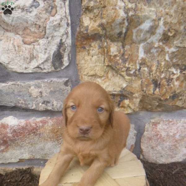 Dove, Golden Irish Puppy