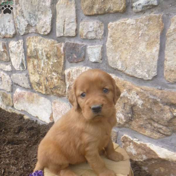 Dream, Golden Irish Puppy