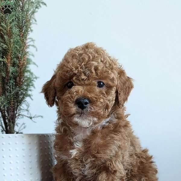 Dazzle, Miniature Poodle Puppy