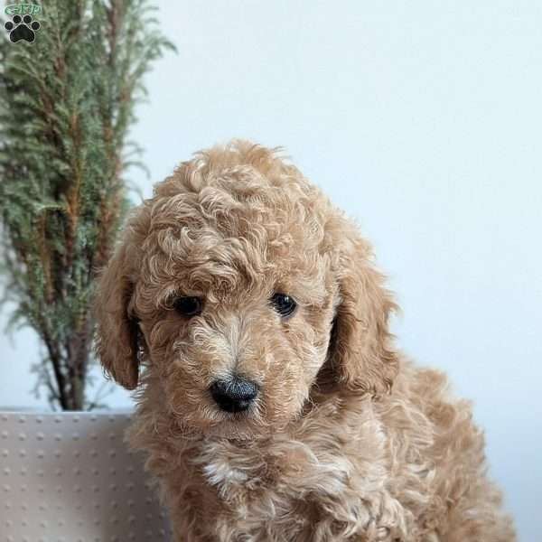 Destiny, Miniature Poodle Puppy