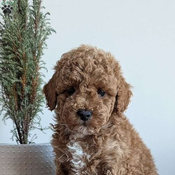 Dallas, Miniature Poodle Puppy