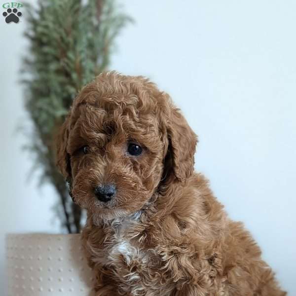 Dash, Miniature Poodle Puppy