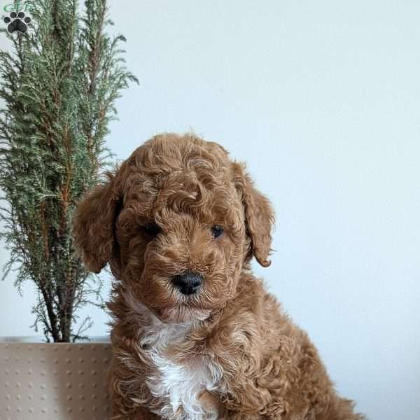 Denali, Miniature Poodle Puppy