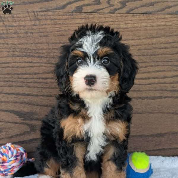 Lenny, Mini Bernedoodle Puppy