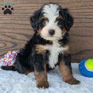 Buddy, Mini Bernedoodle Puppy