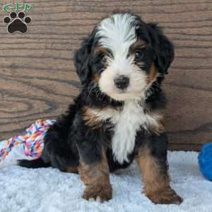 Buddy, Mini Bernedoodle Puppy