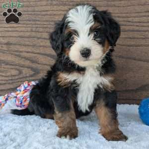 Buddy, Mini Bernedoodle Puppy