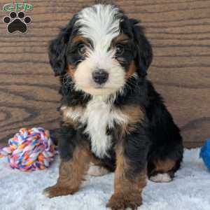 Buddy, Mini Bernedoodle Puppy