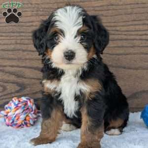 Buddy, Mini Bernedoodle Puppy