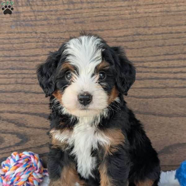Buddy, Mini Bernedoodle Puppy