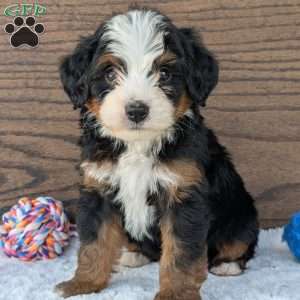 Buddy, Mini Bernedoodle Puppy