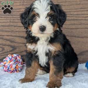Buddy, Mini Bernedoodle Puppy