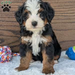 Buddy, Mini Bernedoodle Puppy
