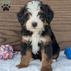 Buddy, Mini Bernedoodle Puppy
